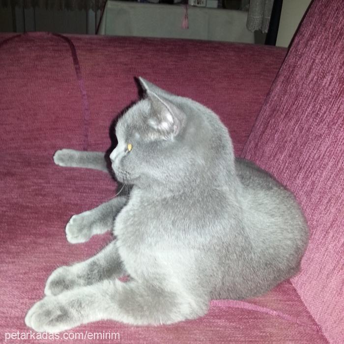 gümüş Dişi British Shorthair