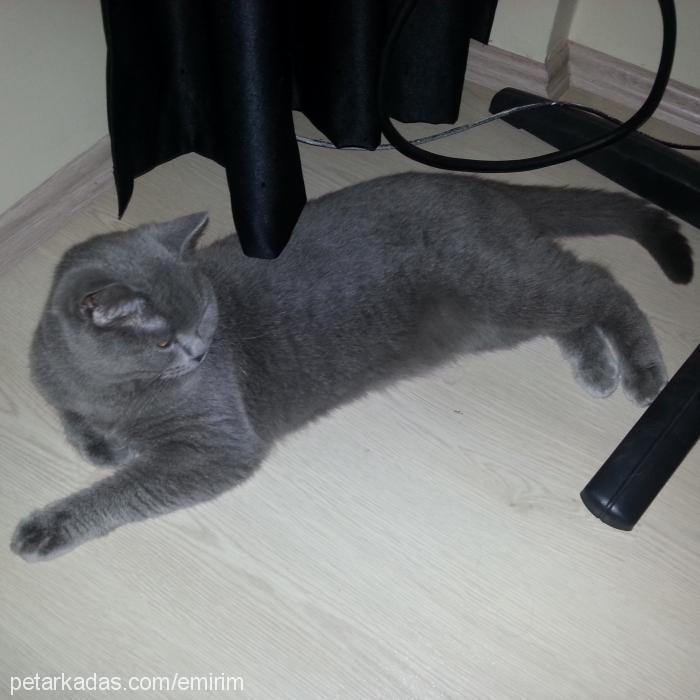 gümüş Dişi British Shorthair