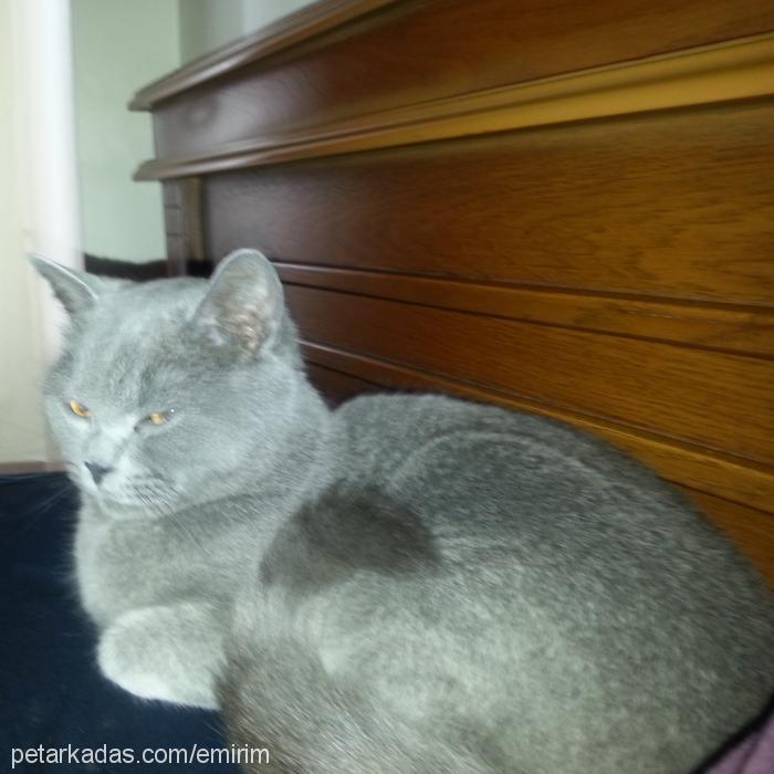 gümüş Dişi British Shorthair