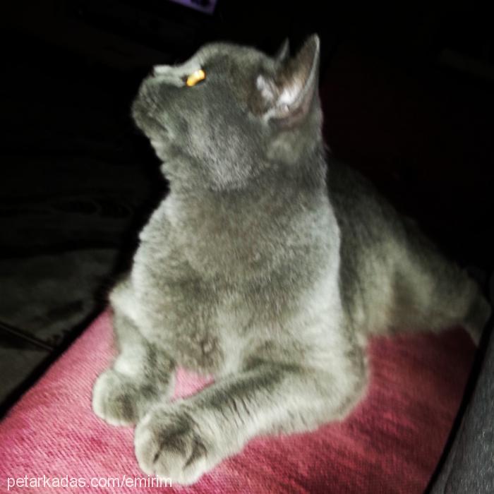 gümüş Dişi British Shorthair