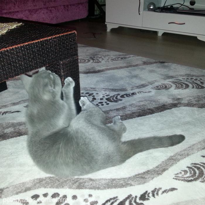 gümüş Dişi British Shorthair