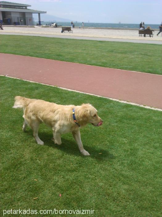 mex Erkek Golden Retriever