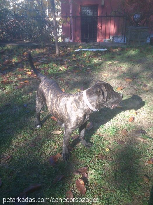 zagor Erkek Cane Corso Italiano