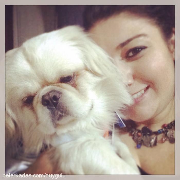 patrİck Erkek Pekingese