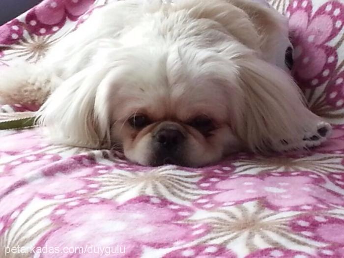 patrİck Erkek Pekingese