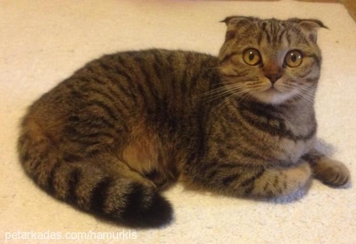 hamur Dişi Scottish Fold