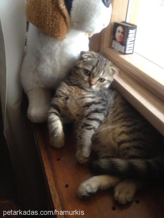 hamur Dişi Scottish Fold