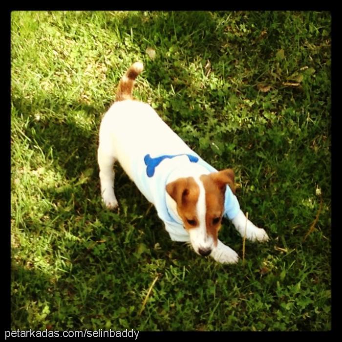 baddy Erkek Jack Russell Terrier