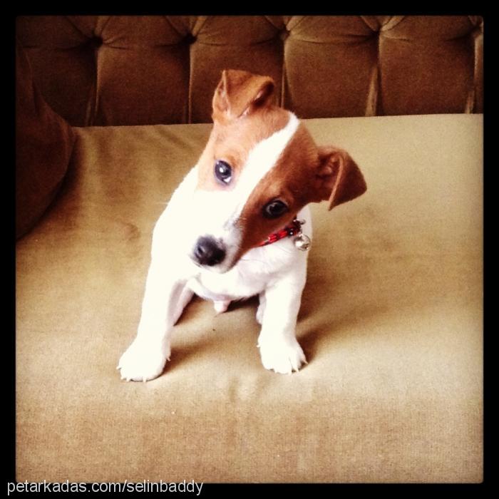 baddy Erkek Jack Russell Terrier