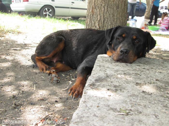 liza Dişi Rottweiler