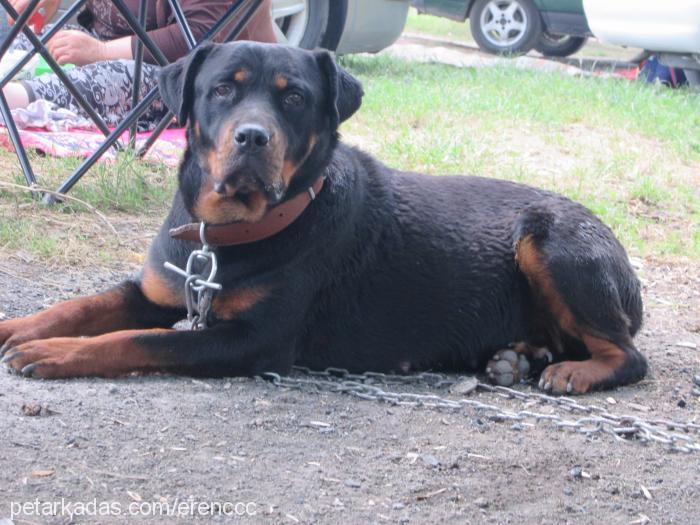 liza Dişi Rottweiler