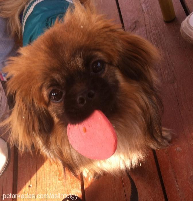 asil Erkek Pekingese