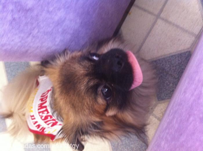 asil Erkek Pekingese