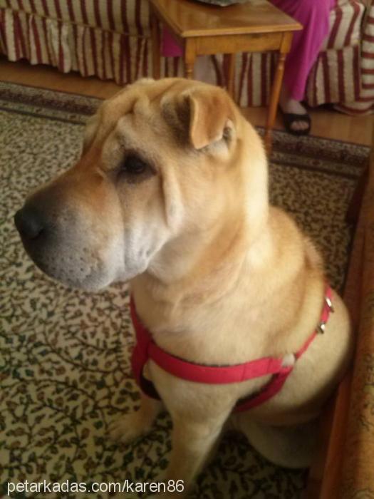 luseİ Dişi Çin Shar-Pei