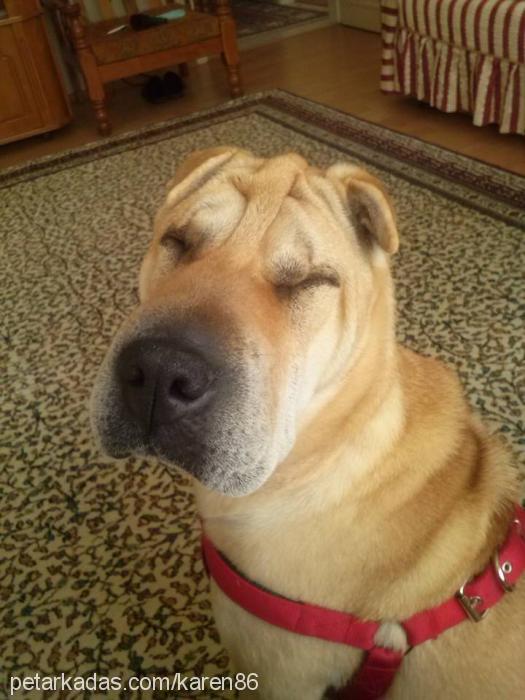 luseİ Dişi Çin Shar-Pei