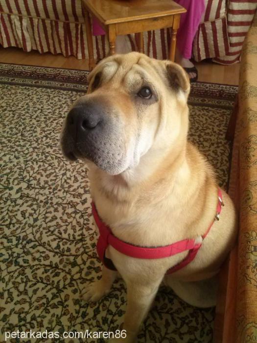 luseİ Dişi Çin Shar-Pei