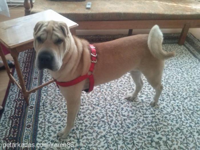 luseİ Dişi Çin Shar-Pei