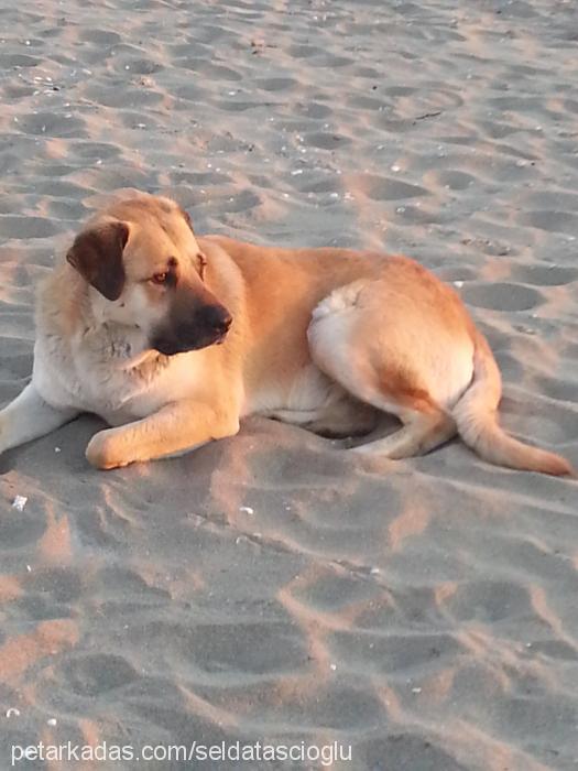 badem Erkek Labrador Retriever