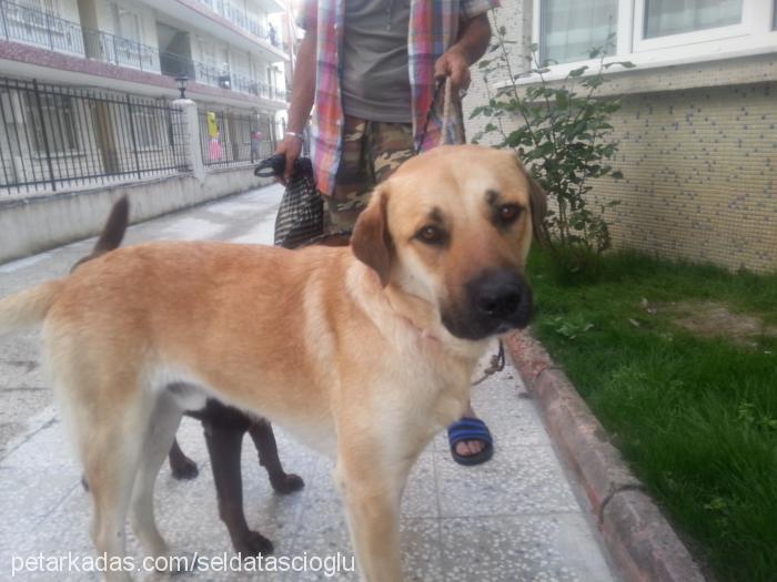 badem Erkek Labrador Retriever