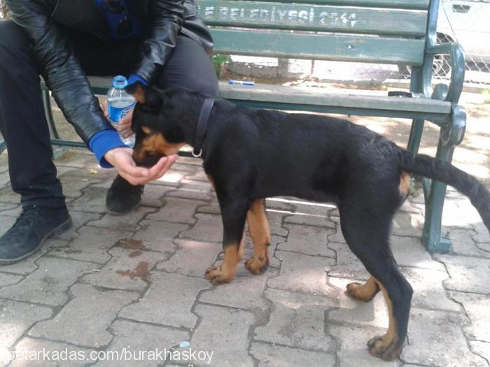 mira Dişi Rottweiler