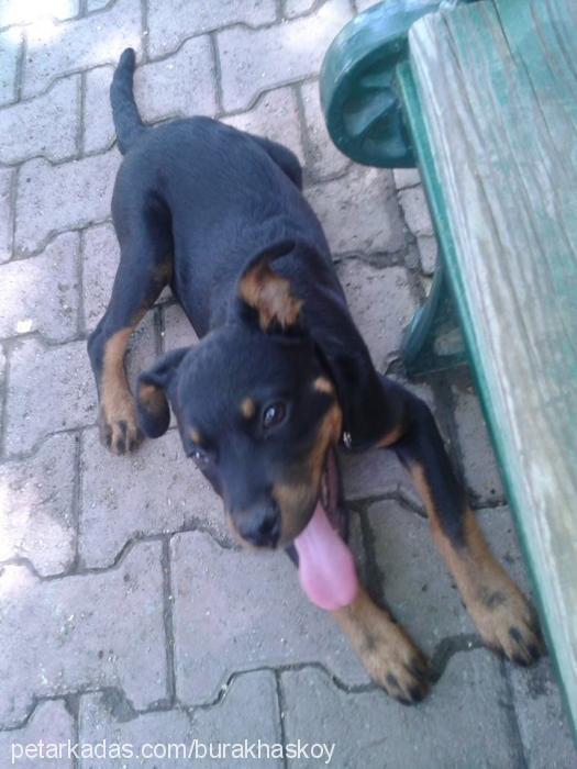 mira Dişi Rottweiler