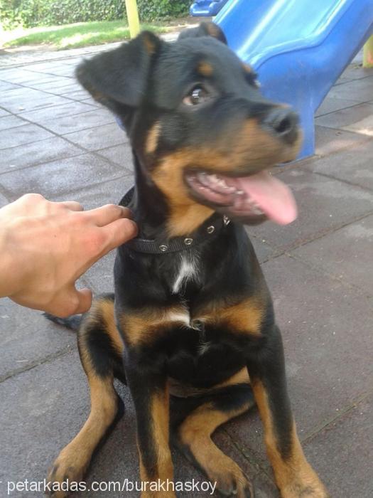 mira Dişi Rottweiler