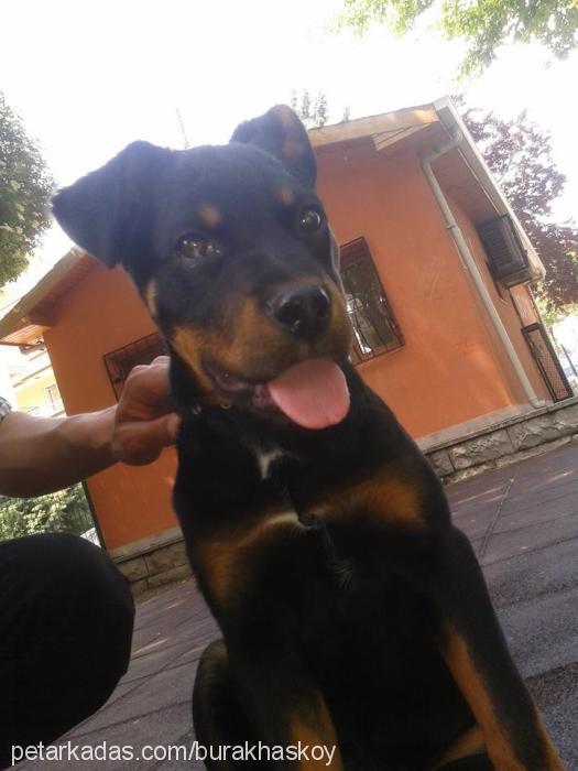 mira Dişi Rottweiler