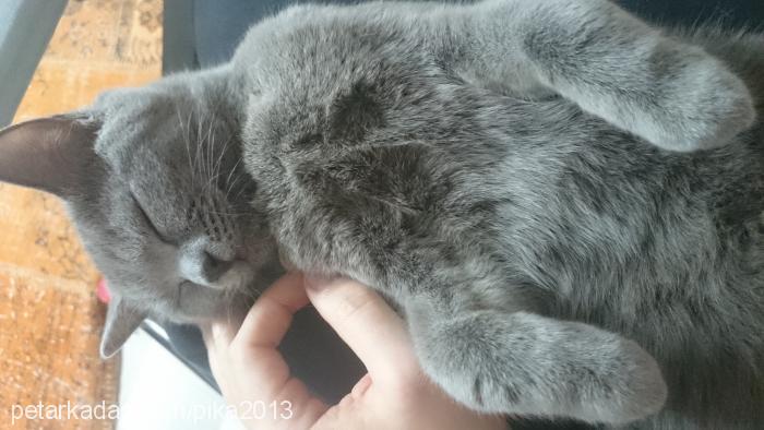 pika Dişi British Shorthair