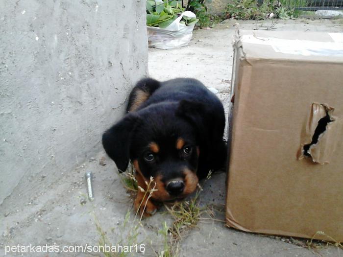 Çavuş Erkek Rottweiler