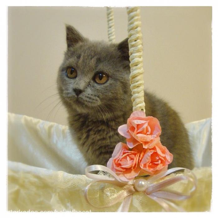 balım Dişi British Shorthair