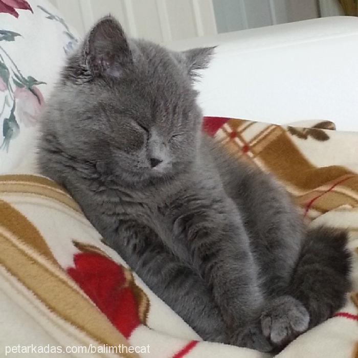 balım Dişi British Shorthair