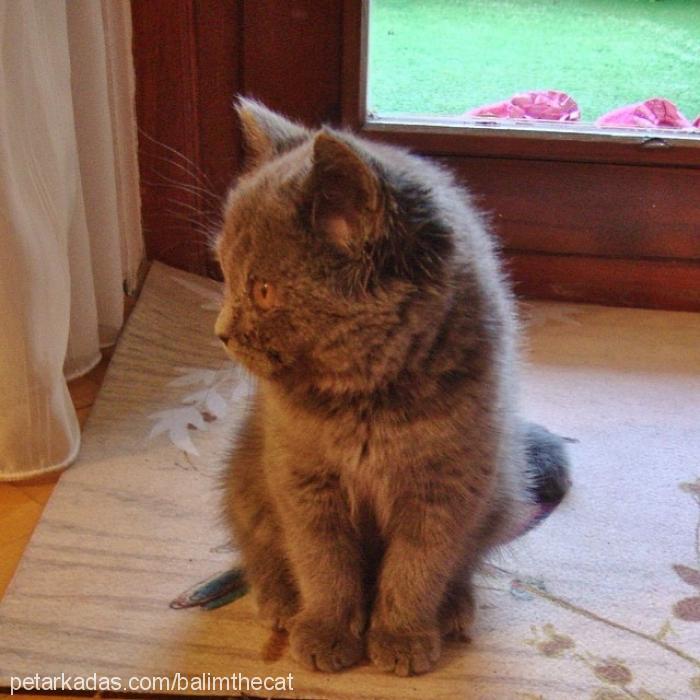 balım Dişi British Shorthair