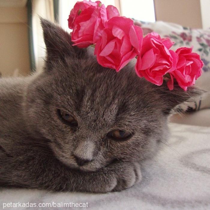 balım Dişi British Shorthair