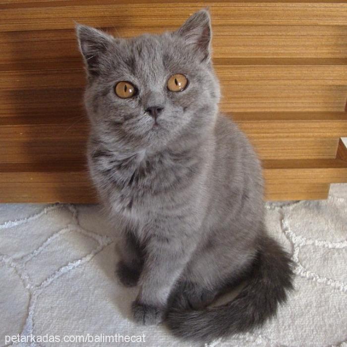 balım Dişi British Shorthair