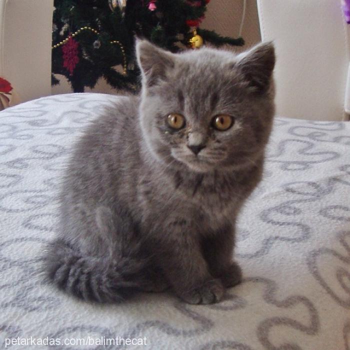 balım Dişi British Shorthair