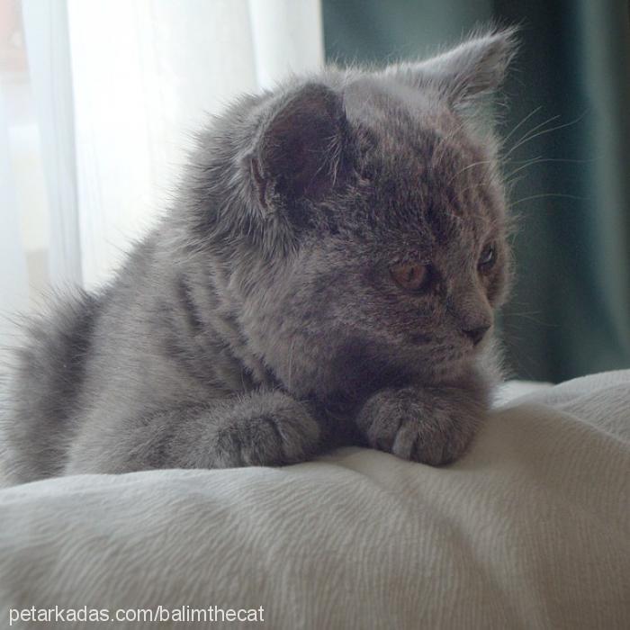 balım Dişi British Shorthair