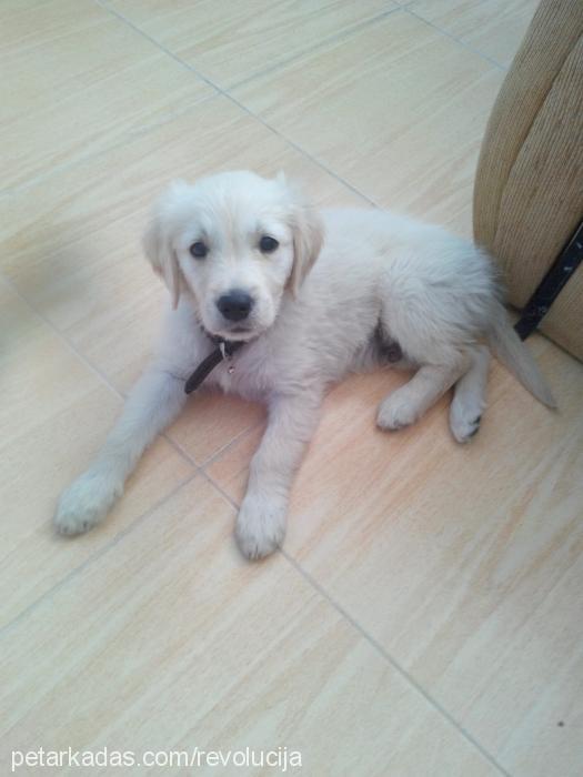 İgor Erkek Golden Retriever