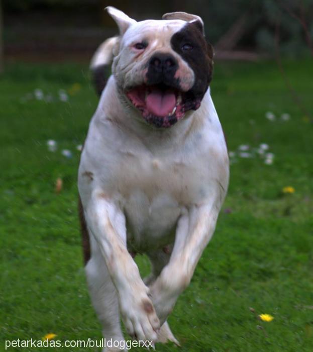 daisy Dişi Amerikan Bulldog