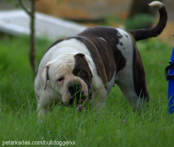 daisy Dişi Amerikan Bulldog