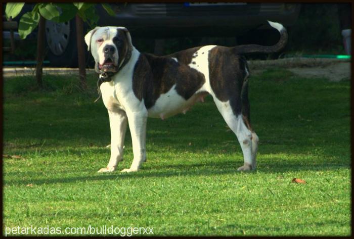 daisy Dişi Amerikan Bulldog