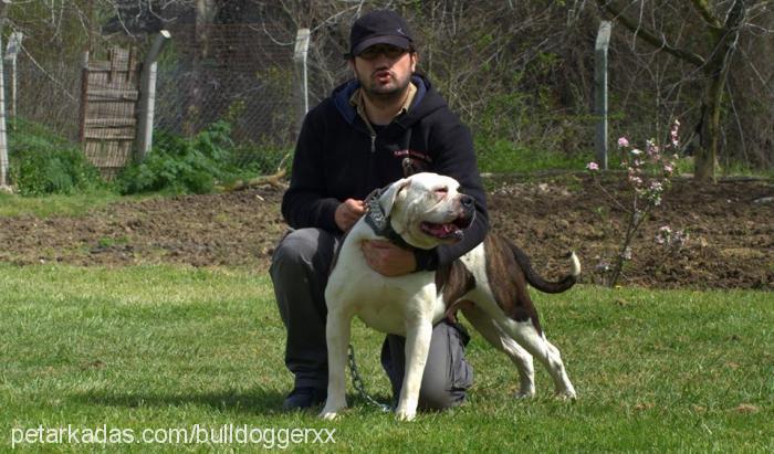 daisy Dişi Amerikan Bulldog