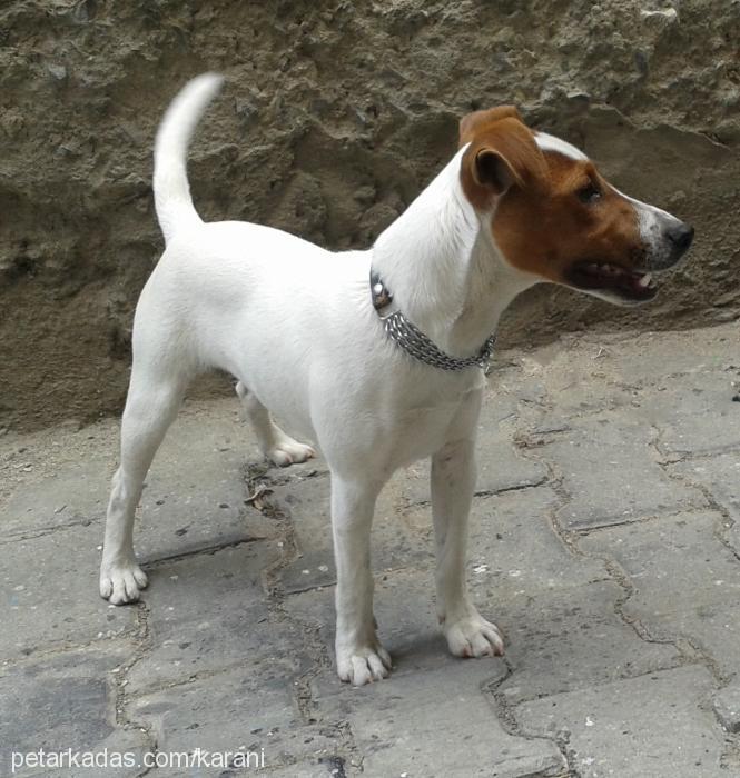 max Erkek Jack Russell Terrier