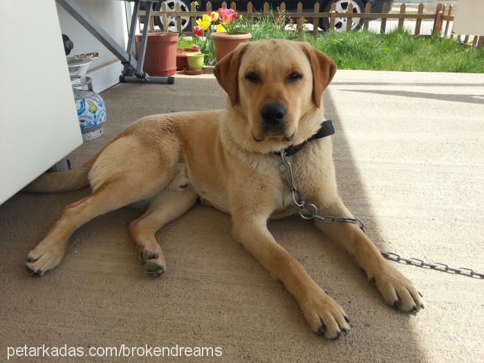 lord Erkek Labrador Retriever