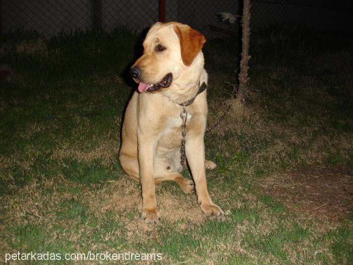 lord Erkek Labrador Retriever