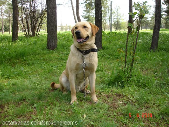 lord Erkek Labrador Retriever