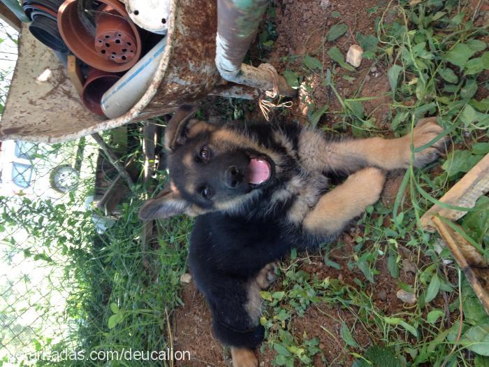 asil Erkek Alman Çoban Köpeği