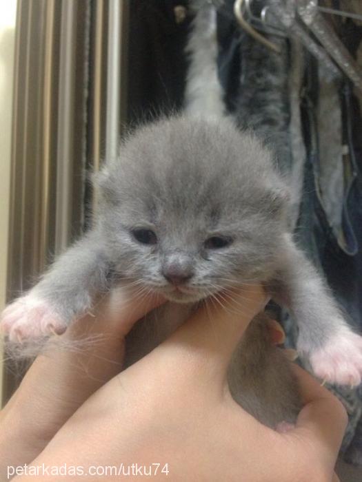 pelin Dişi British Shorthair