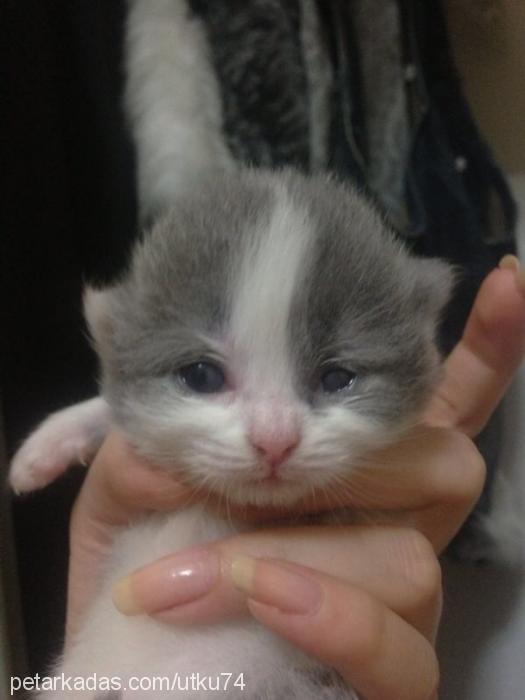 pelin Dişi British Shorthair