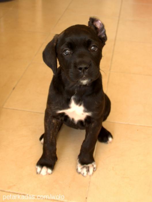 feya Dişi Cane Corso Italiano