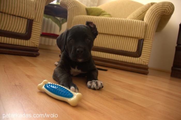 feya Dişi Cane Corso Italiano